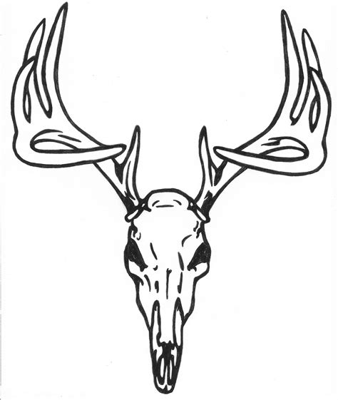 Whitetail Deer Skull Drawings at PaintingValley.com | Explore collection of Whitetail Deer Skull ...