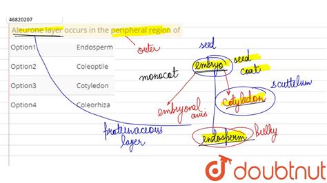 Aleurone layer occurs in the peripheral region of - YouTube