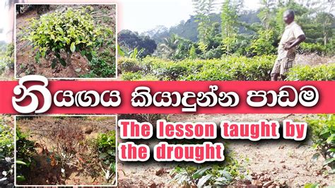 නියගය කියාදුන්න පාඩම Lessons taught by the drought - YouTube