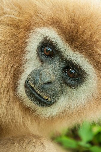 Close Up Gibbon Face Stock Photo - Download Image Now - Animal, Animal Body Part, Animal Eye ...