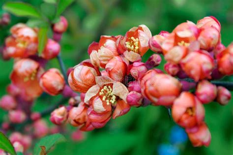 Red Japanese Quince Flowers Stock Photo - Image of branch, flora: 2132380