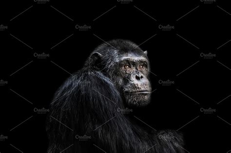 Sad chimp | High-Quality Animal Stock Photos ~ Creative Market