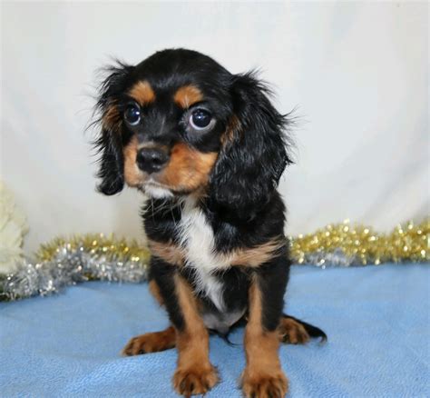 AKC Registered Cavalier King Charles Spaniel For Sale Wooster, OH Male ...