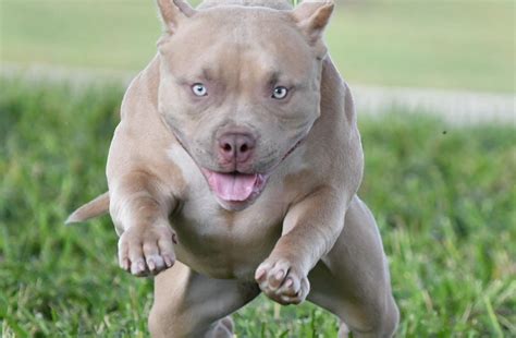 pocket bully puppies for sale georgia - Sharie Epstein