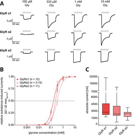 Functional analysis of the used glycine receptor (GlyR) constructs with... | Download Scientific ...