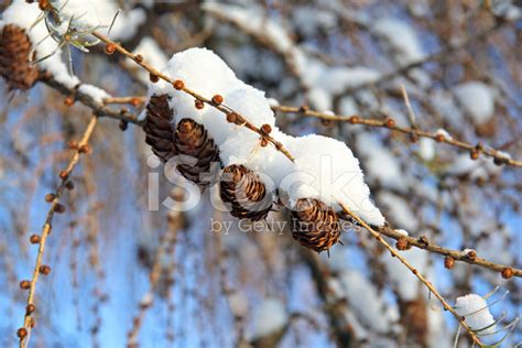 European Larch Cones Stock Photo | Royalty-Free | FreeImages