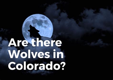 Are There Wolves In Colorado? (Find Out!) - TravelPeri