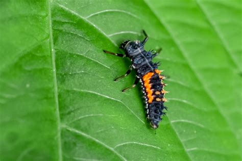 Recognizing Ladybug Larvaes and Beneficial Garden Bugs