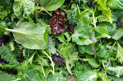 How to grow and harvest salad leaves | Ideas & Advice | DIY at B&Q