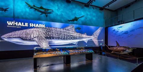 Sharks | A new exhibit at California Academy of Sciences