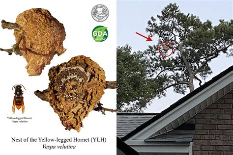 Nation's first known yellow-legged hornet nest found, eradicated near ...