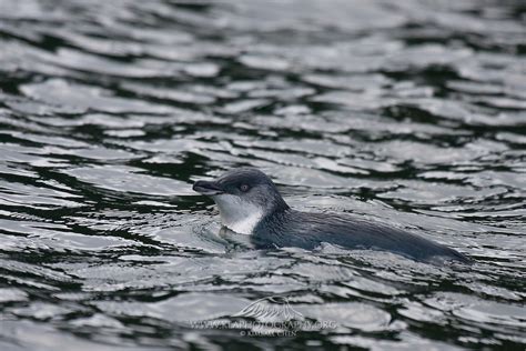 Blue Penguin, Stewart Island, New Zealand | Kea Photography