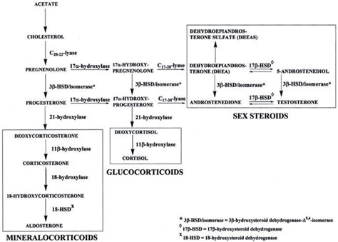 Showing the major pathways in steroid biosynthesis. | Download Scientific Diagram