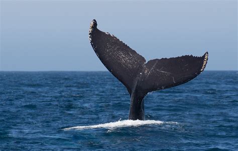 Wallpaper ocean, jumping, whale, humpback, fluke images for desktop, section животные - download