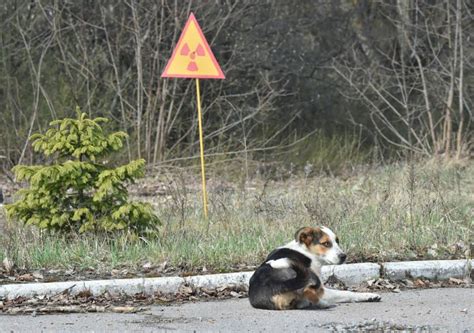 How The Animals Of Chernobyl Thrive In The Radioactive Red Forest