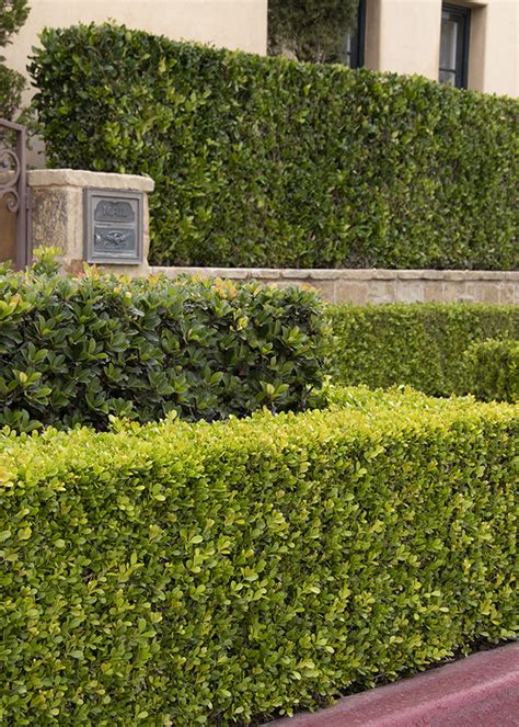 The Top 10 Best Shrubs for Hedges