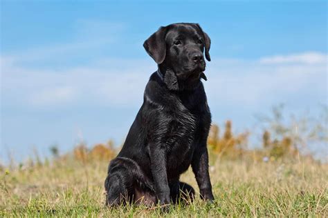 Do Black Labs Make the Best Hunters? - K9 Web