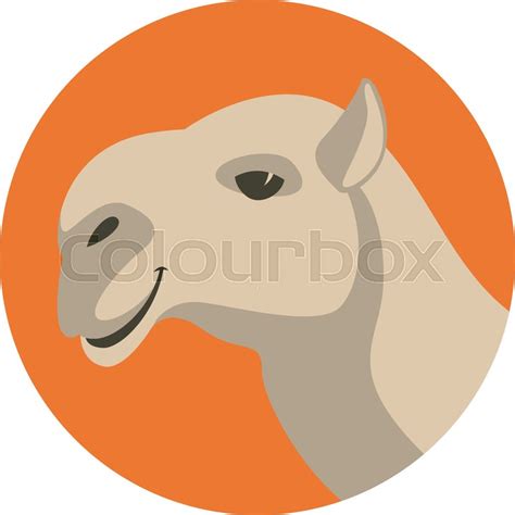 Camel head vector illustration, flat ... | Stock vector | Colourbox