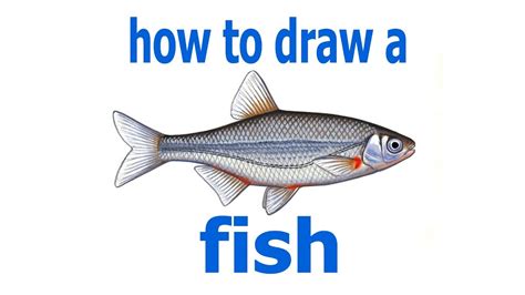 How to draw a fish, draw a real fish - YouTube