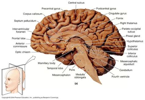 Midsagittal diagram of human brain | Brain diagram, Brain anatomy ...