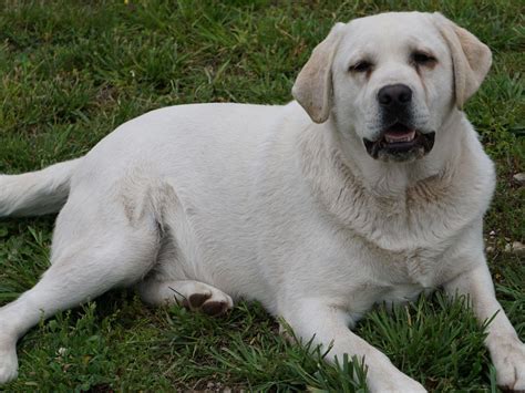 Labrador White Golden Retriever Puppies - golden retriever puppies - English Forum Switzerland ...