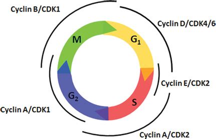 Cyclin–CDK regulation of the mammalian cell cycle The cell cycle... | Download Scientific Diagram