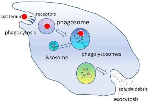 Phagocytosis - Phagocytic Cells of The Immune System - Stages of Phagocytosis - TeachMePhysiology