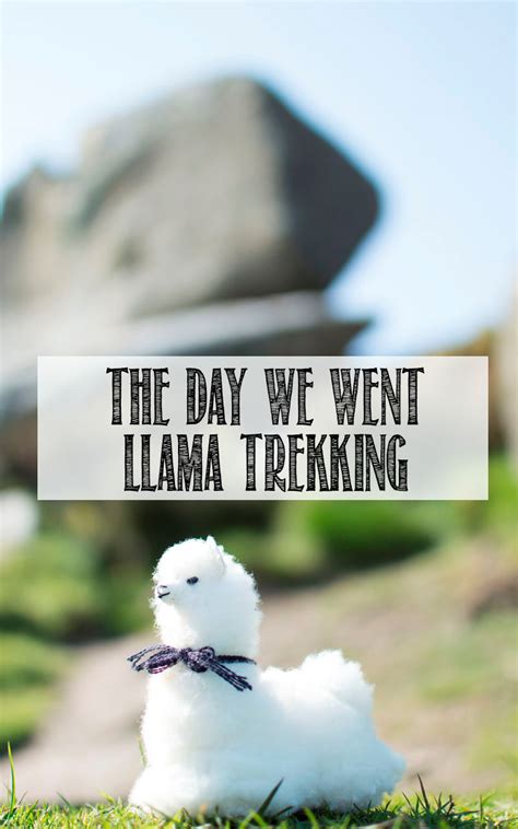 Llama Trekking in Yorkshire (& Vlog!) - WELL I GUESS THIS IS GROWING UP