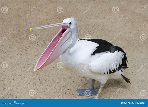 Pelican with open beak stock image. Image of profile - 22975323