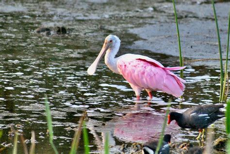 Birds of South Florida