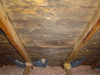 Black Mold Removal Tips - Home