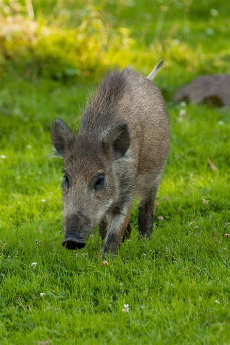 Feral Hogs in Florida - World Class Wildlife Removal