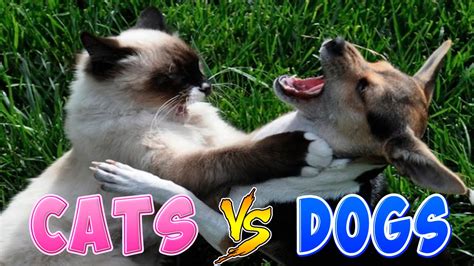 Funny Cats And Dogs Part 2 - Funny Cats vs Dogs - Funny Animals Compilation - YouTube