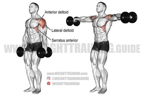 Dumbbell lateral raise exercise guide and video | Weight Training Guide