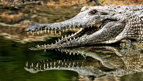 Do crocodile smiles hold the secret to regrowing teeth? - Futurity