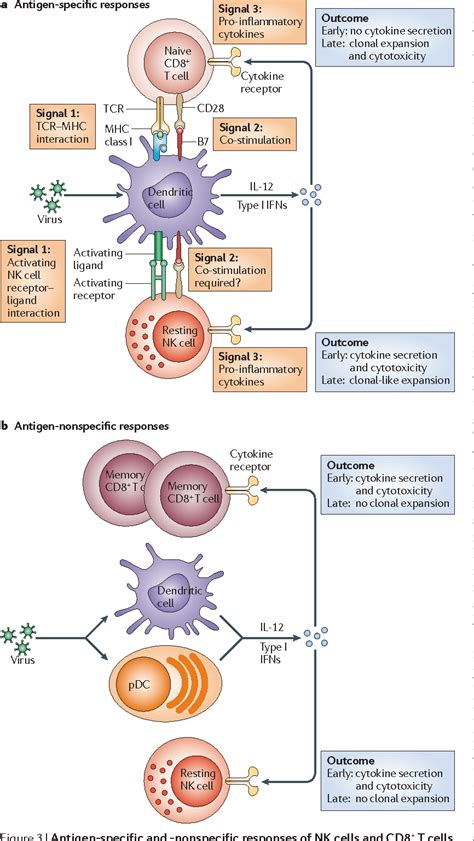 Related image | T cell, Development