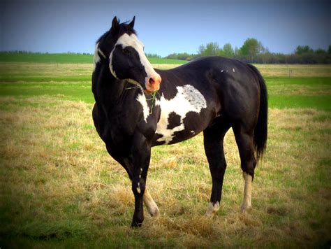 Our black overo paint stallion "Yo" produces solid, straight, good ...