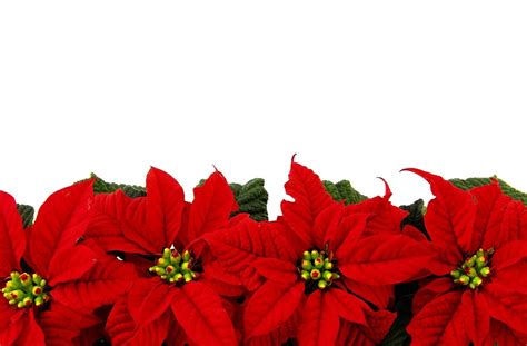 🔥 [10+] Poinsettia Backgrounds | WallpaperSafari