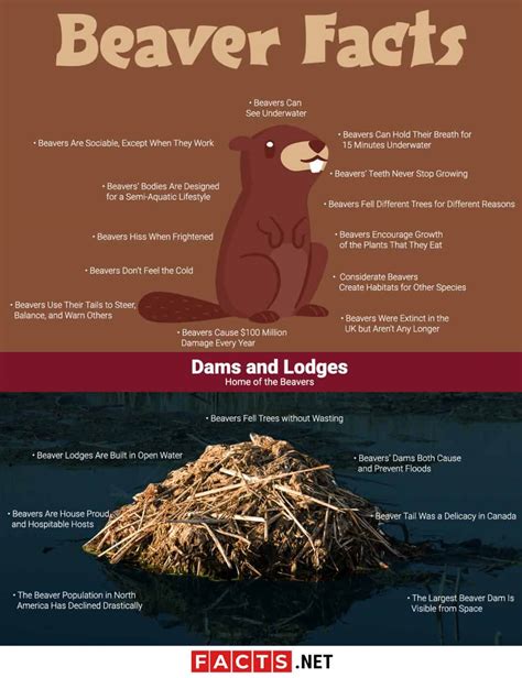 20 Facts about Beavers - Behaviors, Habitat, Senses & More | Facts.net