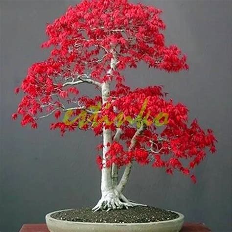 Red Japanese Maple Seeds 10pcs - Pure Bonsai