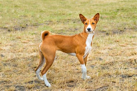 Basenji Hund (Charakter, Ernährung, Pflege)