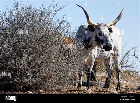 Texas longhorn cattle ranch hi-res stock photography and images - Alamy