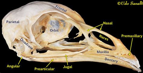 Turkey Skeleton Anatomy