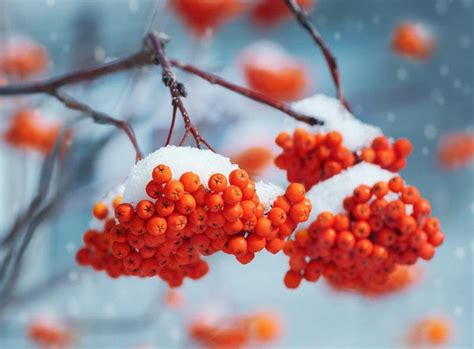 Shrubs and Trees with Colorful Fruits and Berries in Winter