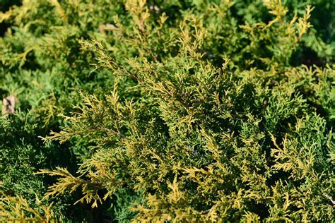 How to Grow and Care for Creeping Juniper