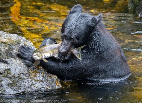 Black Bear | Anan Creek, near Wrangell, Alaska. | Photos by Ron Niebrugge