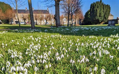 Shaftesbury Snowdrop Festival Plans Revitalisation For 2024 – This is ...