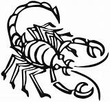 Scorpion coloring Page  Animals Town color Sheet sketch template