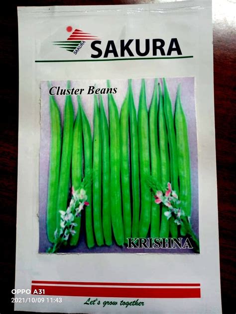 Natural Green Cluster Bean Seeds, Packaging Type: Pouch, Packaging Size ...