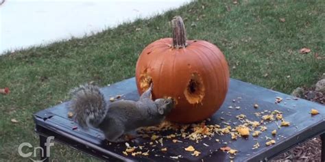 This Squirrel Can Carve A Pumpkin As Well As You Can | HuffPost UK